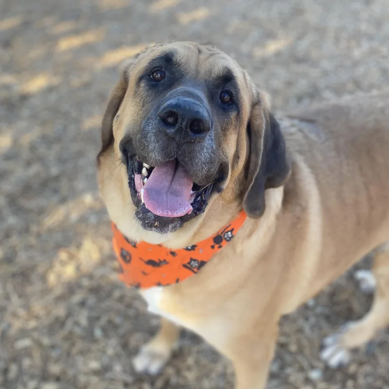 Koda Ask To Meet!! thumbnail 2