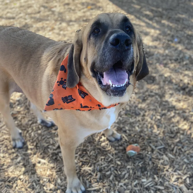 Koda Ask To Meet!! thumbnail 3