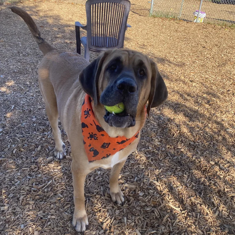 Koda Ask To Meet!! thumbnail 4