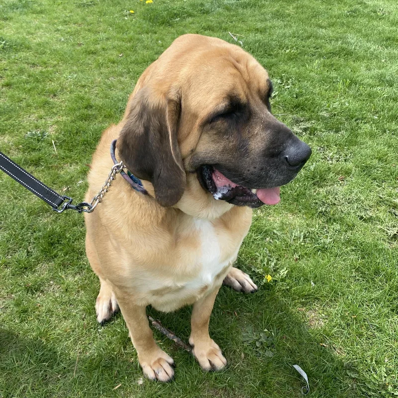 An adult extra large-sized female Yellow / Tan / Blond / Fawn Mixed Breed dog named Koda Ask To Meet!! for adoption in Elyria, OH