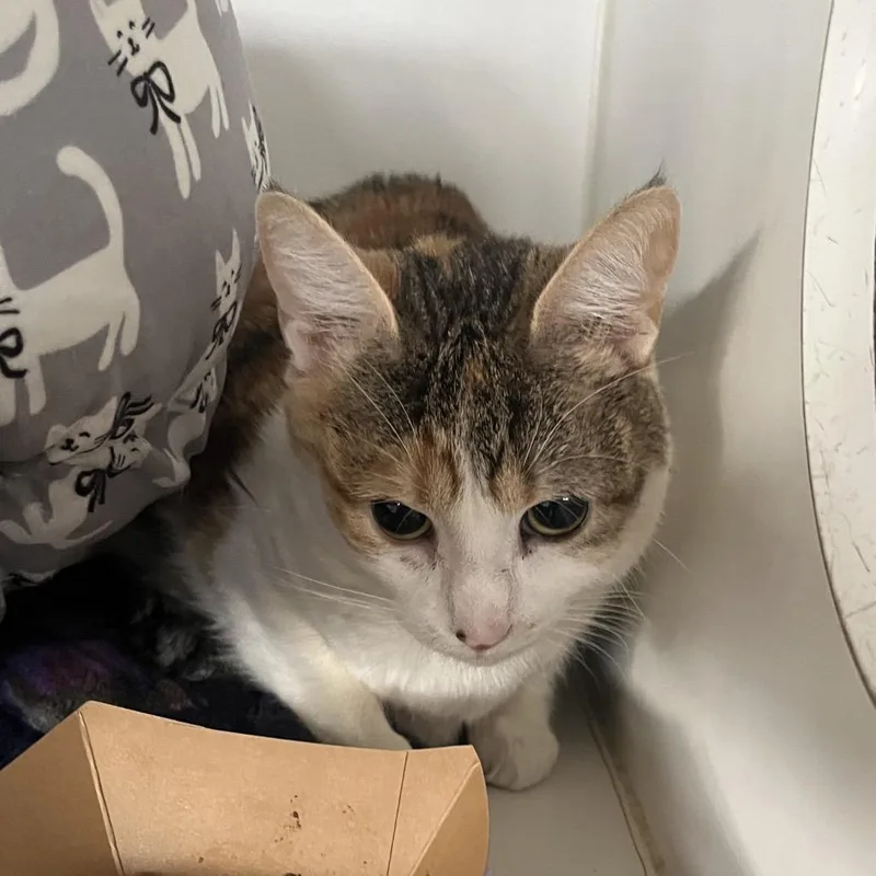 An adult large-sized female Calico Domestic Short Hair cat named Hot Dish for adoption in Hinsdale, IL