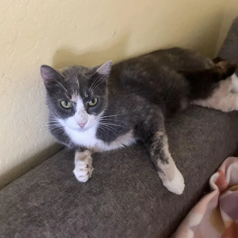 A young small-sized male Dilute Calico cat named Sage for adoption in Phoenix, AZ