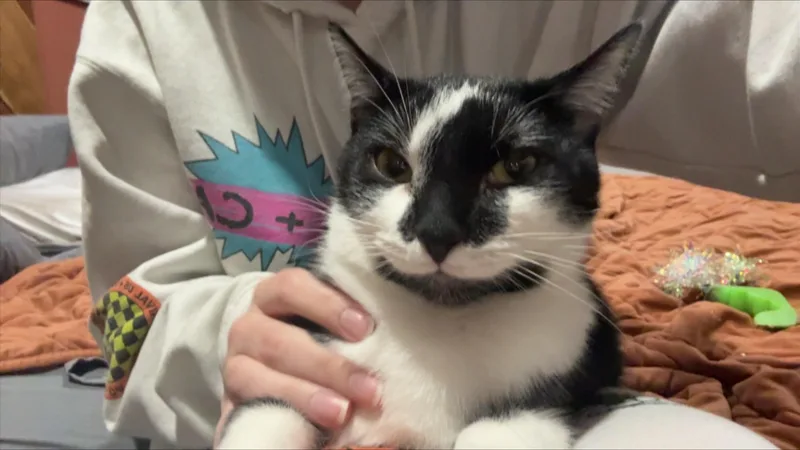 Ferb thumbnail 3