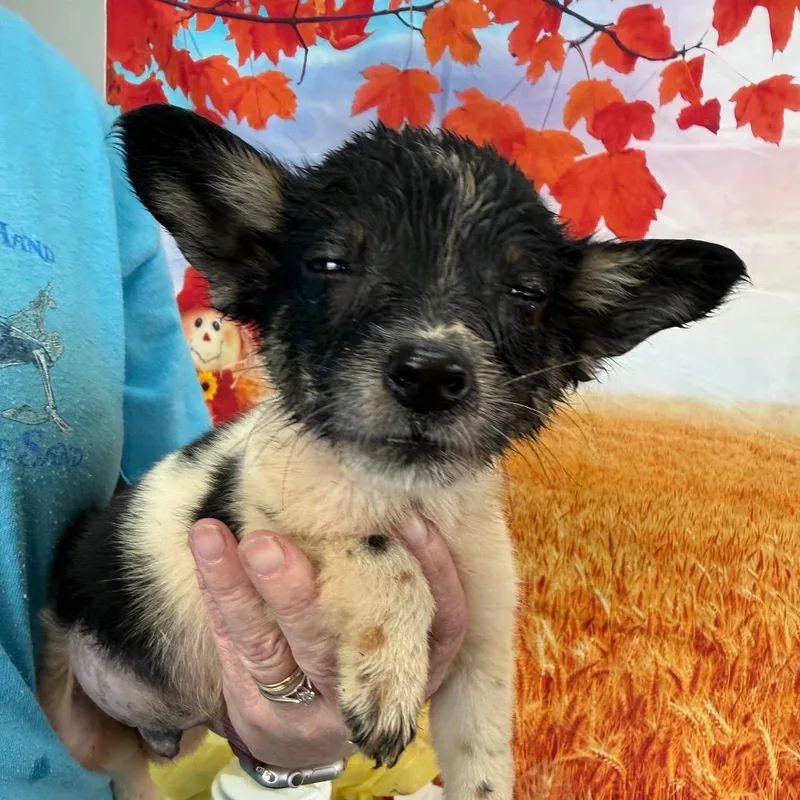 A baby small-sized male Gray / Blue / Silver Border Collie dog named Lynton for adoption in Normal, IL