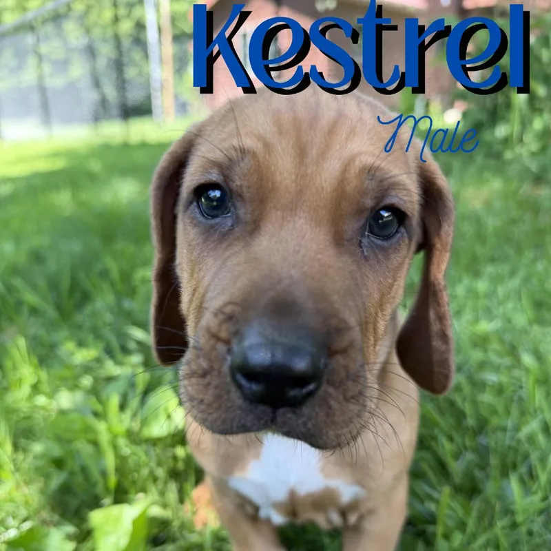 Kestrel