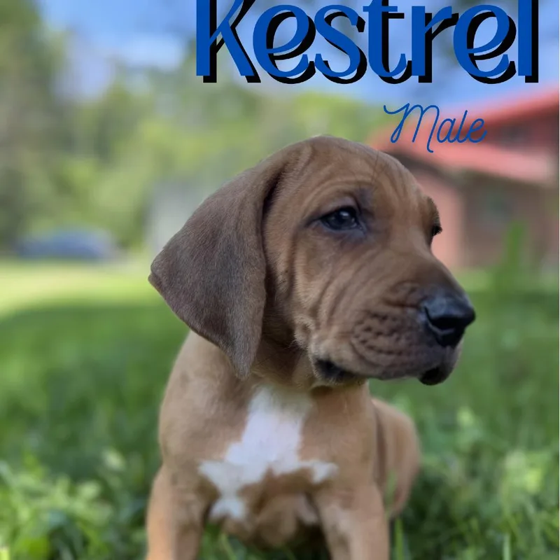 Kestrel thumbnail 2