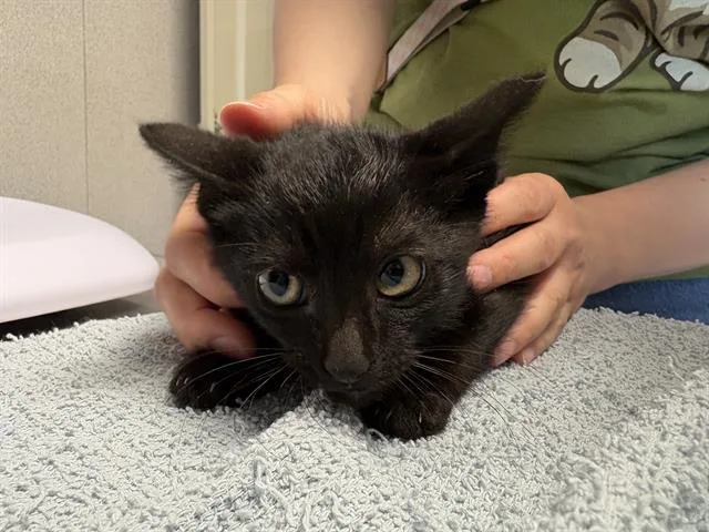 A baby medium-sized male Domestic Short Hair cat named Chris for adoption in Kent, WA