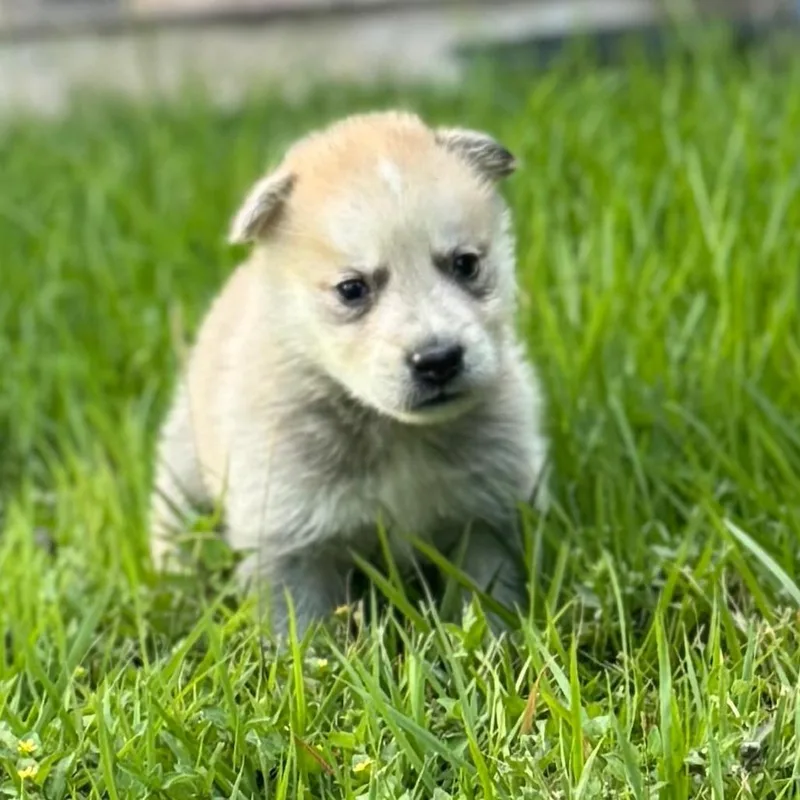 Koda