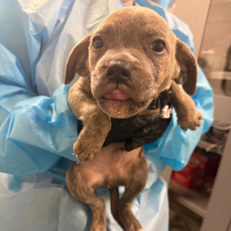 A baby small-sized male Gray / Blue / Silver Pit Bull Terrier dog named O' Neill for adoption in Los Angeles, CA