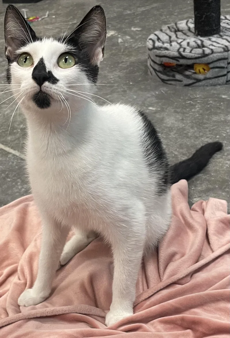 An adult medium-sized female Black & White / Tuxedo Tuxedo cat named Priya for adoption in Seabrook, TX