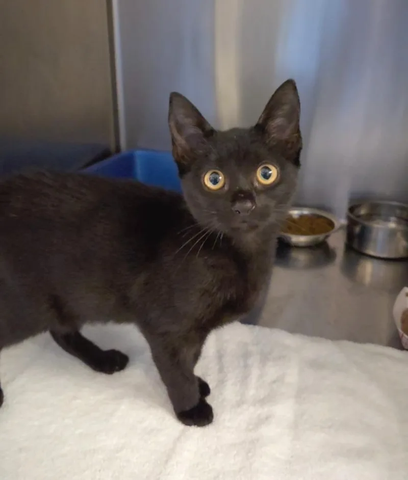 A baby small-sized female Domestic Short Hair cat named Squishy for adoption in Ocala, FL