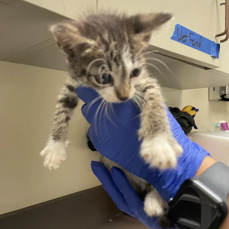 A baby small-sized female Brown / Chocolate Domestic Short Hair cat named Crysta for adoption in Columbus, GA