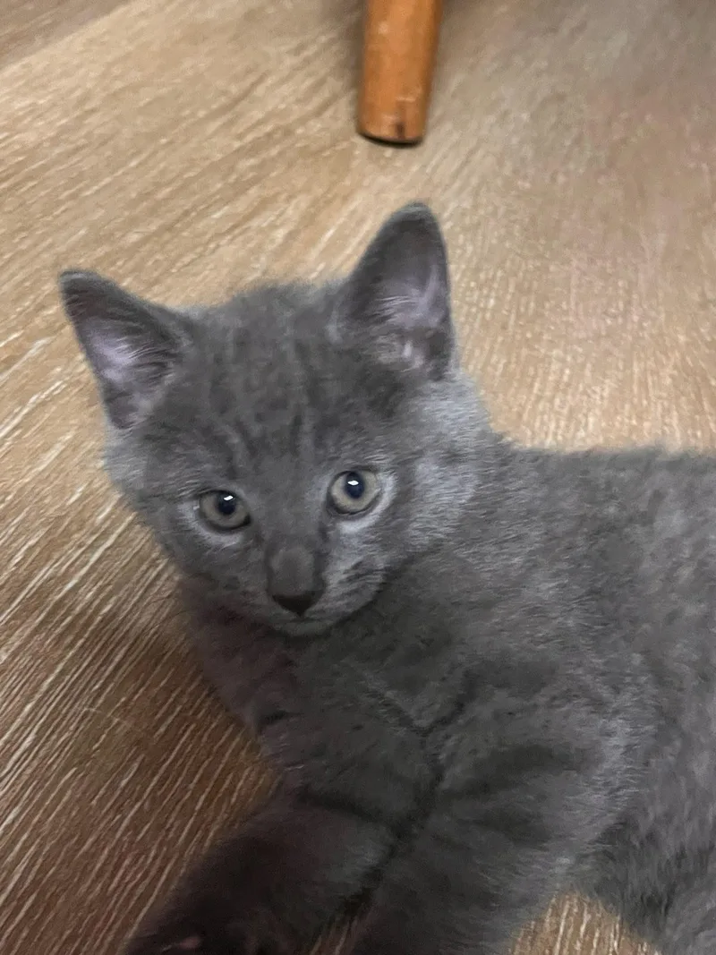A baby small-sized male Domestic Short Hair cat named Silver for adoption in South Pasadena, CA