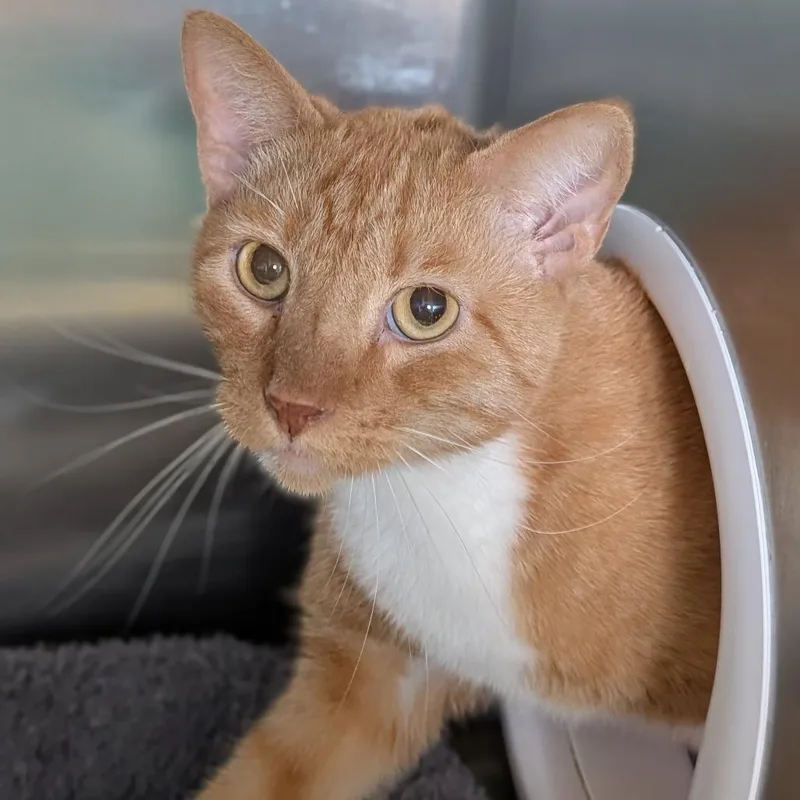 A senior medium-sized male Orange & White Domestic Short Hair cat named Carmelo for adoption in Cape Girardeau, MO