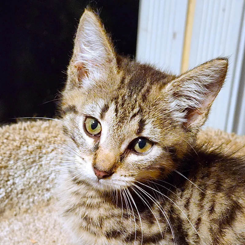 A baby large-sized male White Bengal cat named King Arthur Bouncy for adoption in Danbury, CT