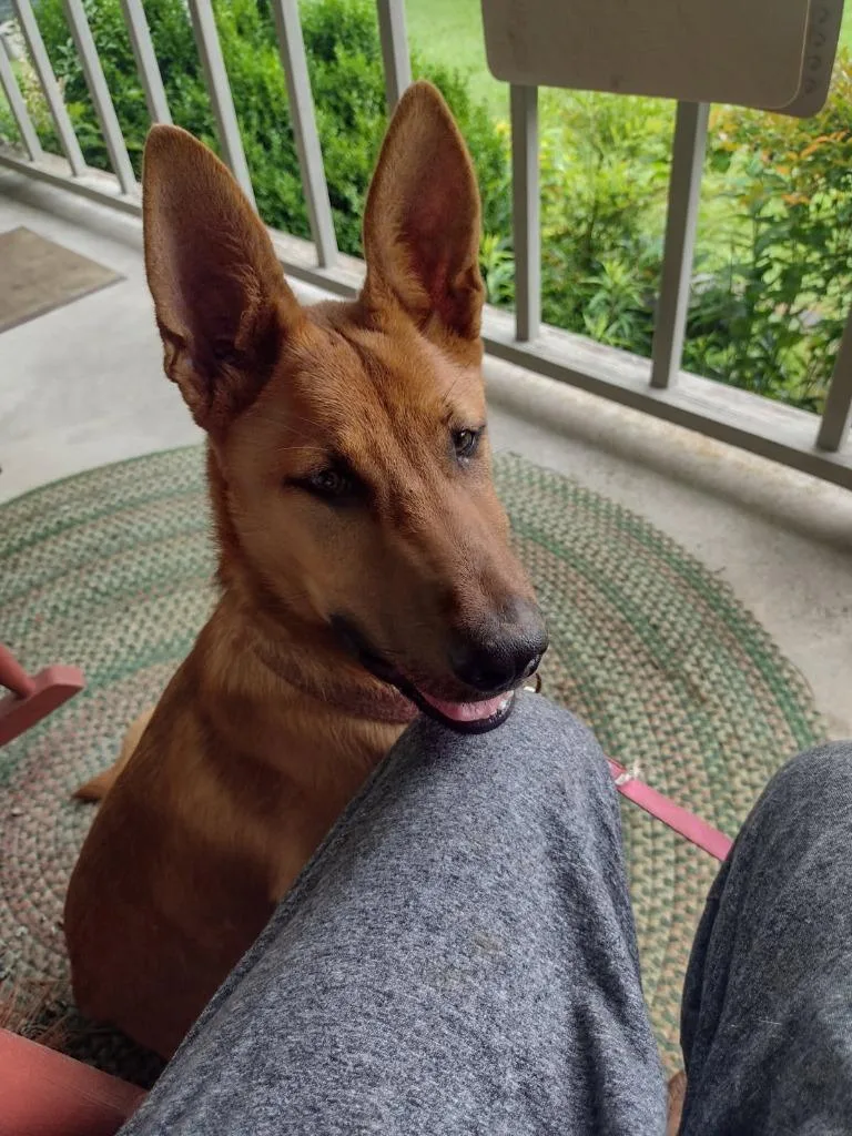 A young large-sized male German Shepherd Dog dog named Hogan  HW Awaiting for adoption in Chickamauga , GA