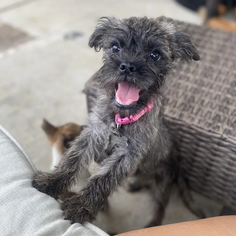 A baby small-sized female Schnauzer dog named Lisa for adoption in Escondido, CA