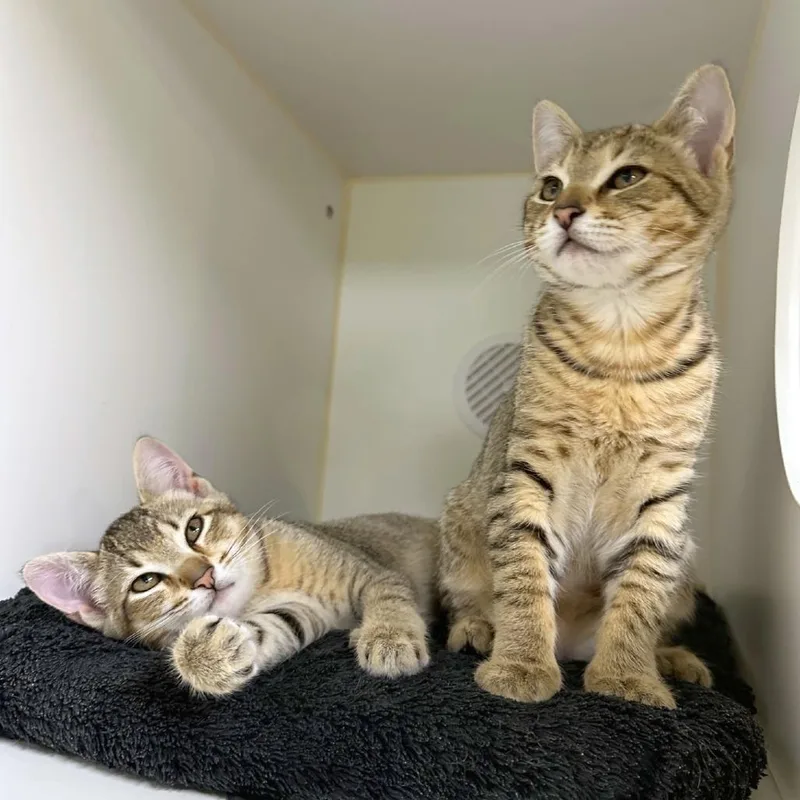 A baby small-sized female Brown / Chocolate Domestic Short Hair cat named Dan Dan for adoption in Woodinville, WA