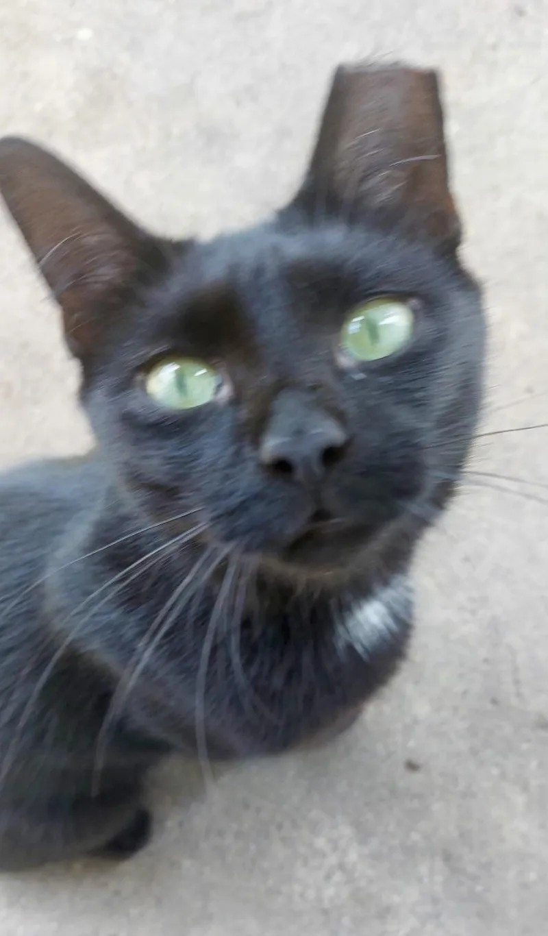 A young medium-sized male Black Domestic Short Hair cat named Onyx for adoption in Seven Valleys, PA