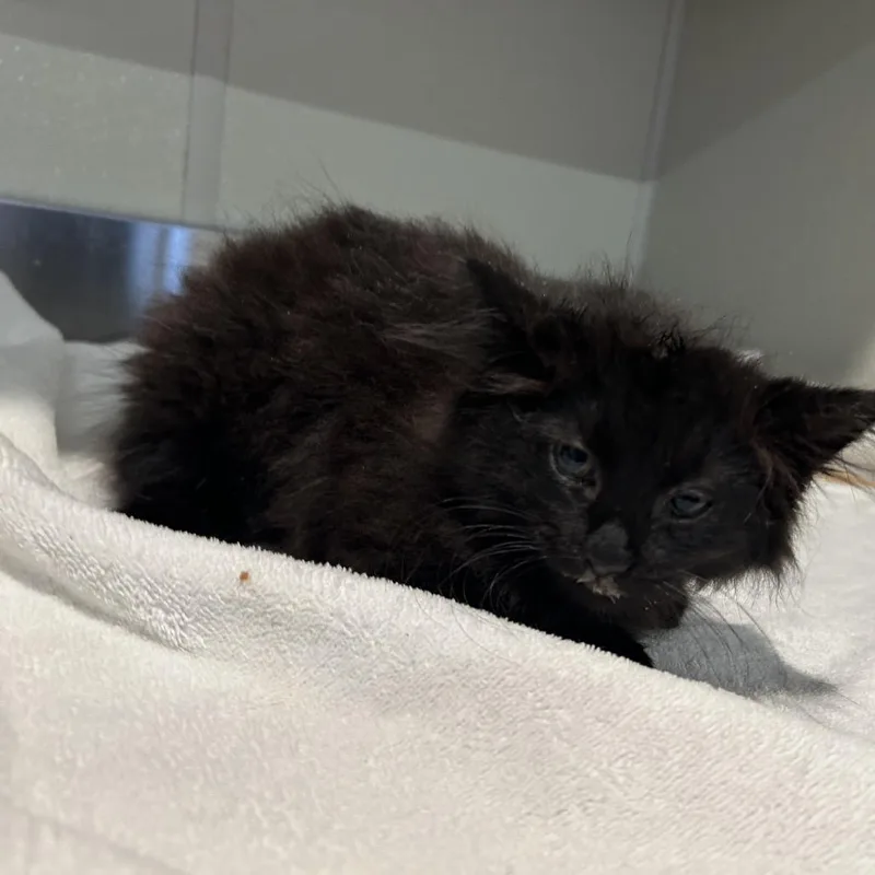 A baby small-sized female Black Domestic Long Hair cat named IVHSStray for adoption in San Gabriel, CA