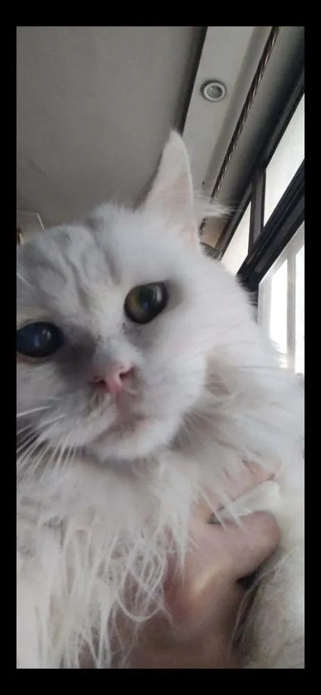 A young large-sized male White Turkish Angora cat named Whitey for adoption in Randolph, MA