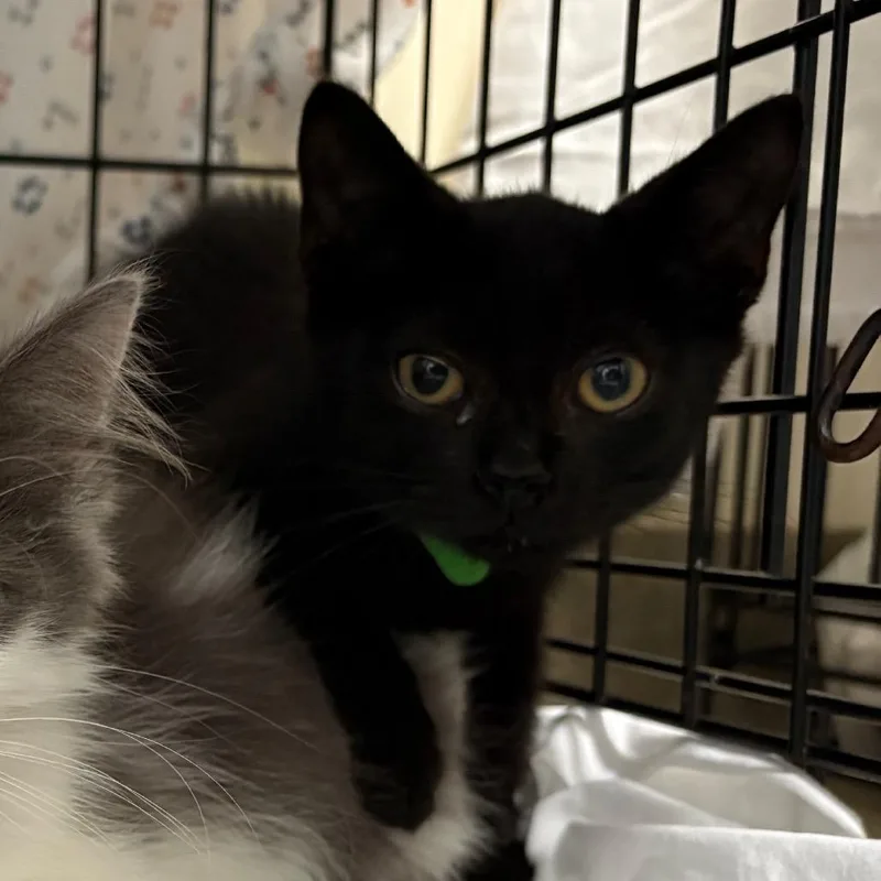 A baby small-sized male Black Domestic Short Hair cat named Puffin for adoption in Lynchburg, VA