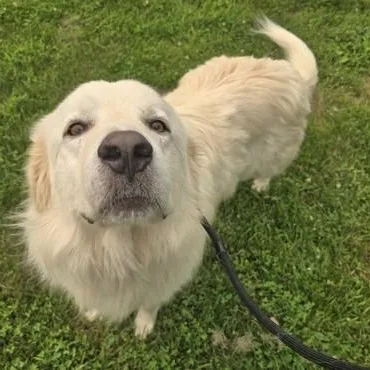 An adult large-sized male Great Pyrenees dog named Custard for adoption in Philadelphia, PA