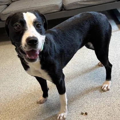 An adult medium-sized female Black Mixed Breed dog named Bella Jean for adoption in Lansing, MI