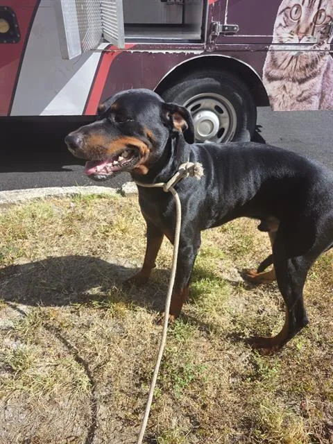 A young medium-sized male Rottweiler dog named Chico for adoption in San Antonio, TX