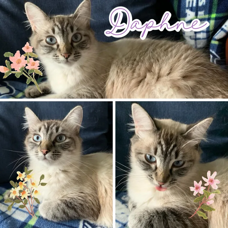 An adult medium-sized female Siamese cat named Daphne for adoption in Pasco, WA