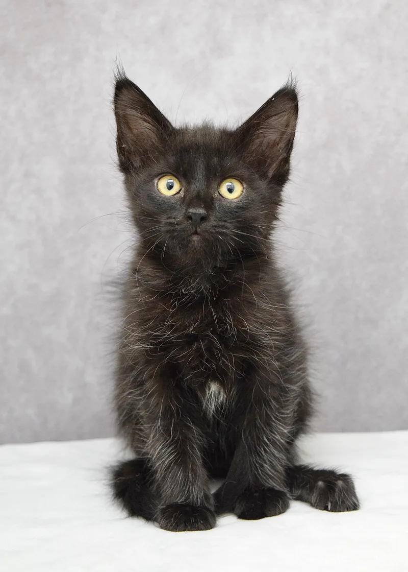 A baby medium-sized female Black Domestic Medium Hair cat named Tunis for adoption in Dublin, CA