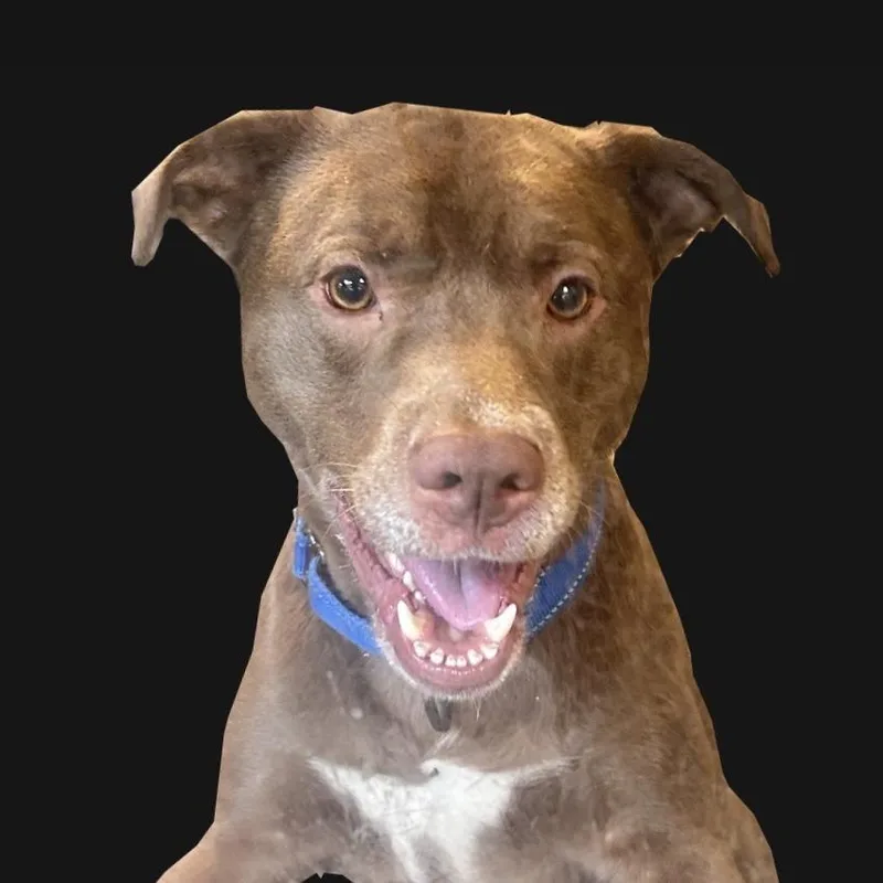 An adult medium-sized male Brown / Chocolate Pit Bull Terrier dog named Zeke's Coffee for adoption in Baltimore, MD