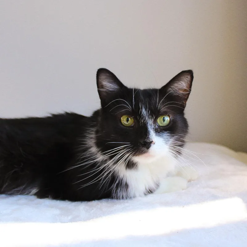 A young medium-sized female Domestic Long Hair cat named Misty for adoption in Wayne, NJ
