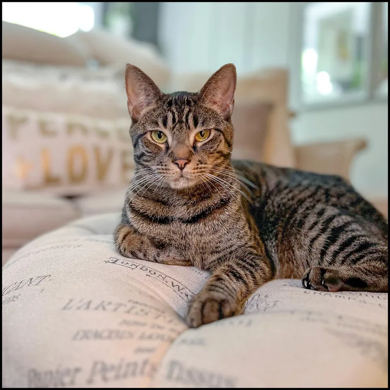 An adult medium-sized male Tabby (Brown / Chocolate) Domestic Short Hair cat named Azzaro for adoption in Roswell, GA