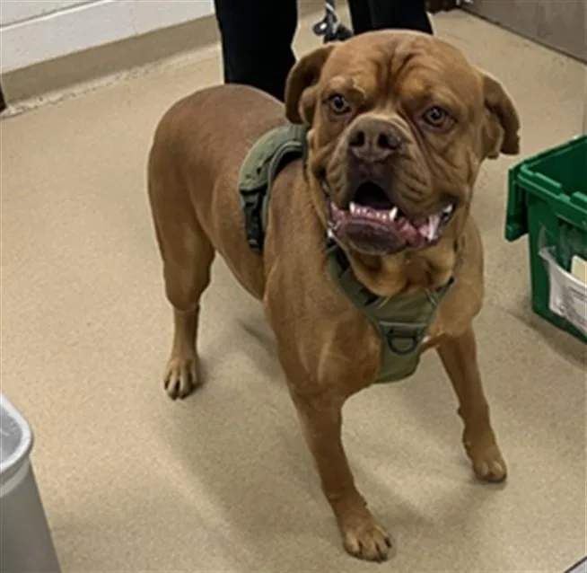 An adult large-sized male Dogue de Bordeaux dog named Simba for adoption in Derwood, MD