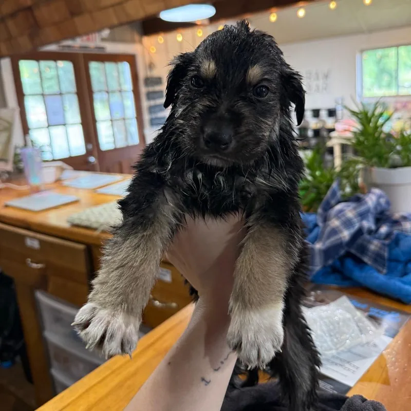 Whitaker thumbnail 2