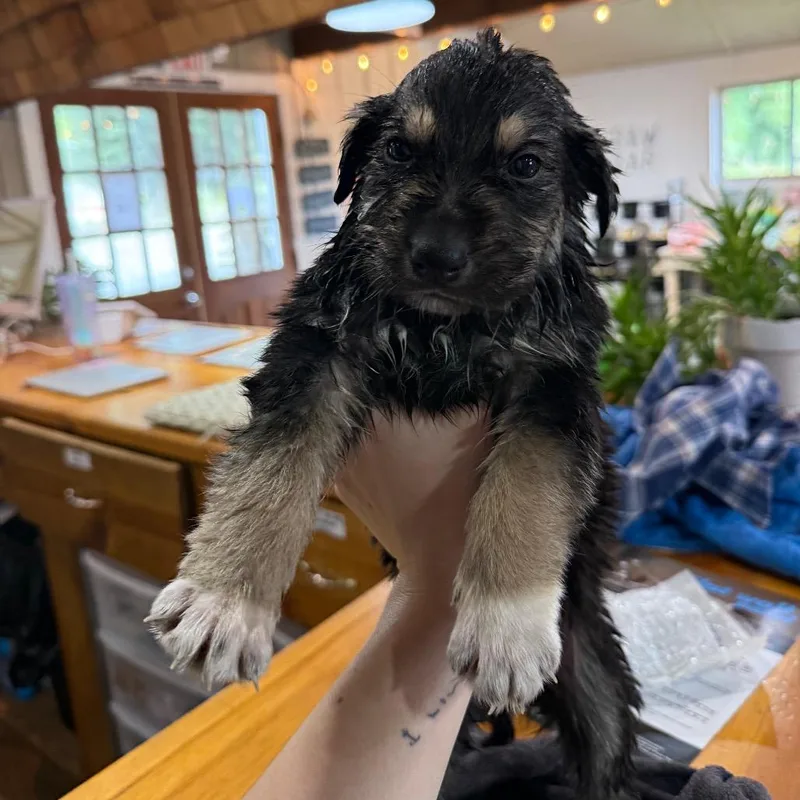 Whitaker thumbnail 3