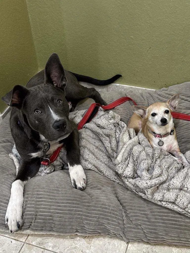 A young large-sized male Pit Bull Terrier dog named Baloo for adoption in La Verne, CA