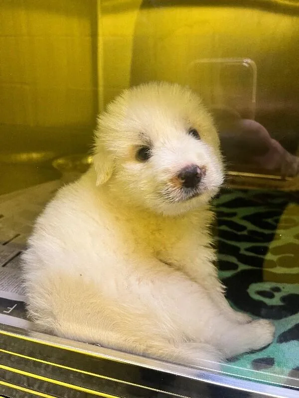 A young large-sized male White / Cream Husky dog named Frostbyte for adoption in Jackson, TN