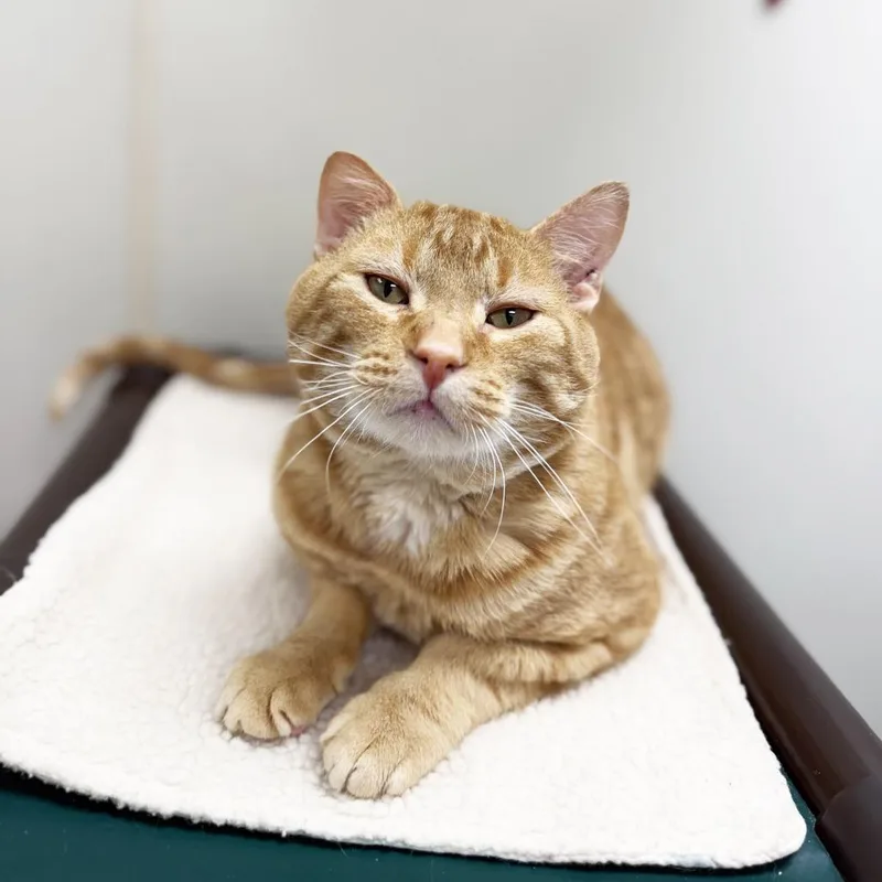 An adult large-sized male Orange / Red Domestic Short Hair cat named Carlisle for adoption in Oshkosh, WI
