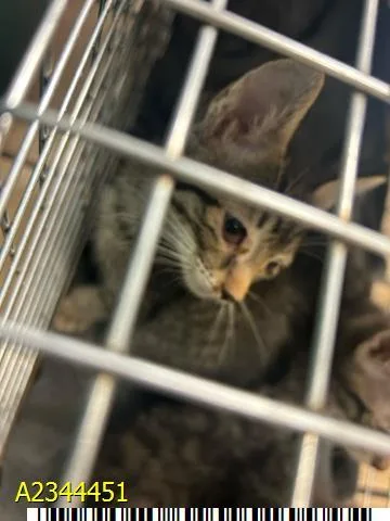 A baby small-sized male Domestic Short Hair cat named Driver for adoption in West Palm Beach, FL