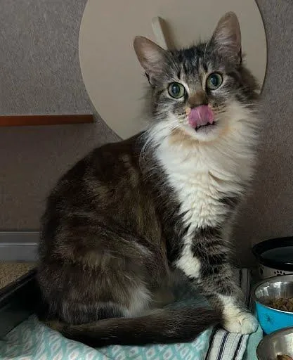 An adult medium-sized female Domestic Medium Hair cat named Coco Cabana for adoption in Washington, DC