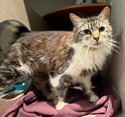 Coco Cabana thumbnail 2