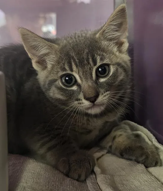 A baby small-sized female Domestic Short Hair cat named Earl Grey for adoption in Santa Cruz, CA