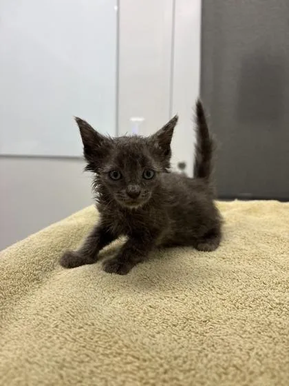 A baby small-sized male Gray / Blue / Silver Domestic Short Hair cat named Tex for adoption in Kansas City, MO