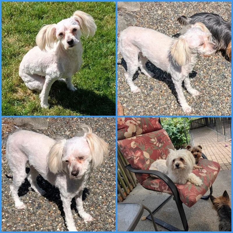A young small-sized male Maltese dog named Sammy for adoption in Blacksburg, VA