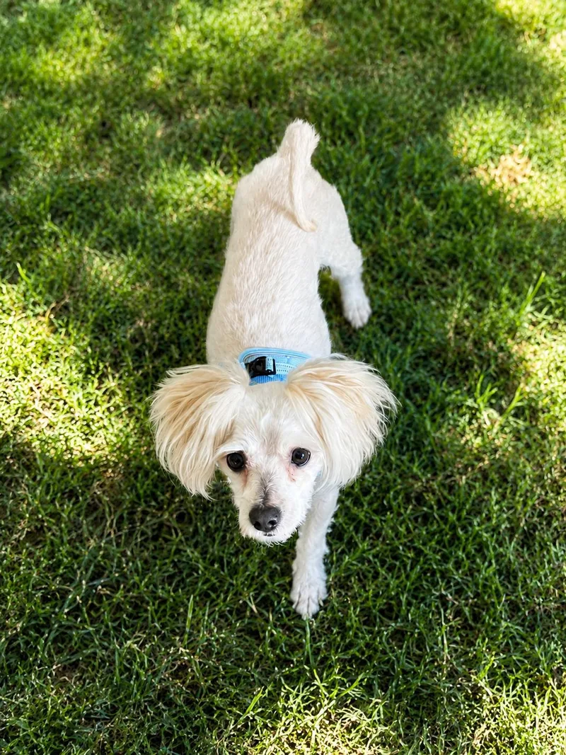 Sammy thumbnail 3