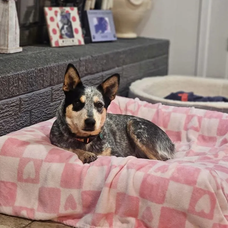 A young medium-sized female Black Australian Cattle Dog / Blue Heeler dog named Della Rose for adoption in Pelham, NH