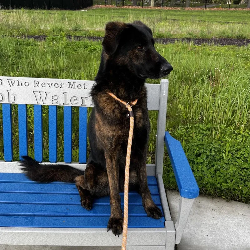 An adult medium-sized female Black German Shepherd Dog dog named Tevee for adoption in Fort Wayne, IN
