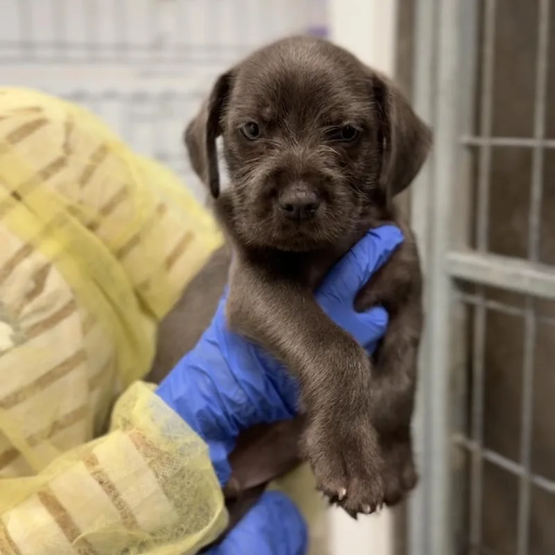 A baby small-sized male Black Terrier dog named Latte A for adoption in Mission Hills, CA